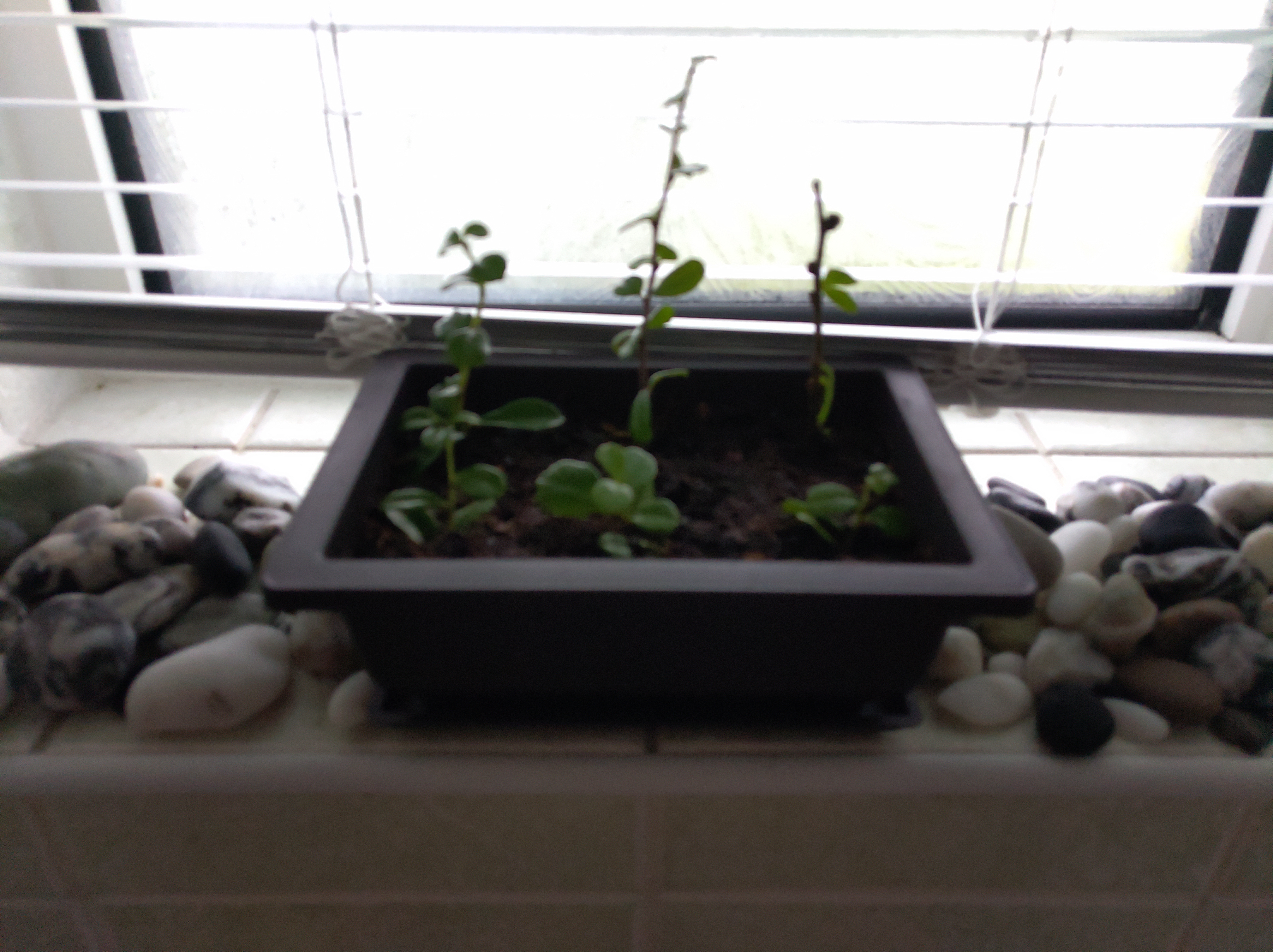 6 Chinese Elm cuttings